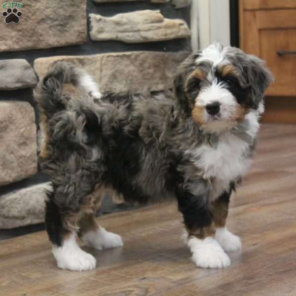 Wynston, Mini Bernedoodle Puppy